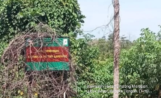 Ada Alat Berat Beraktivitas PETI Di Hutan Lindung Merapen Lubuk Besar