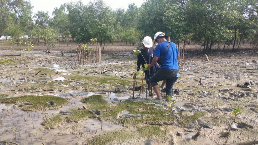 Cegah Abrasi, PT Timah Kembali Tanam 2500 Pohon Mangrove di Pantai Gemuruh